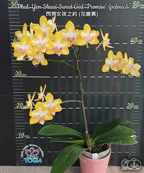 Phalaenopsis Yen Shuai Sweet Girl 'Shiny Girl'