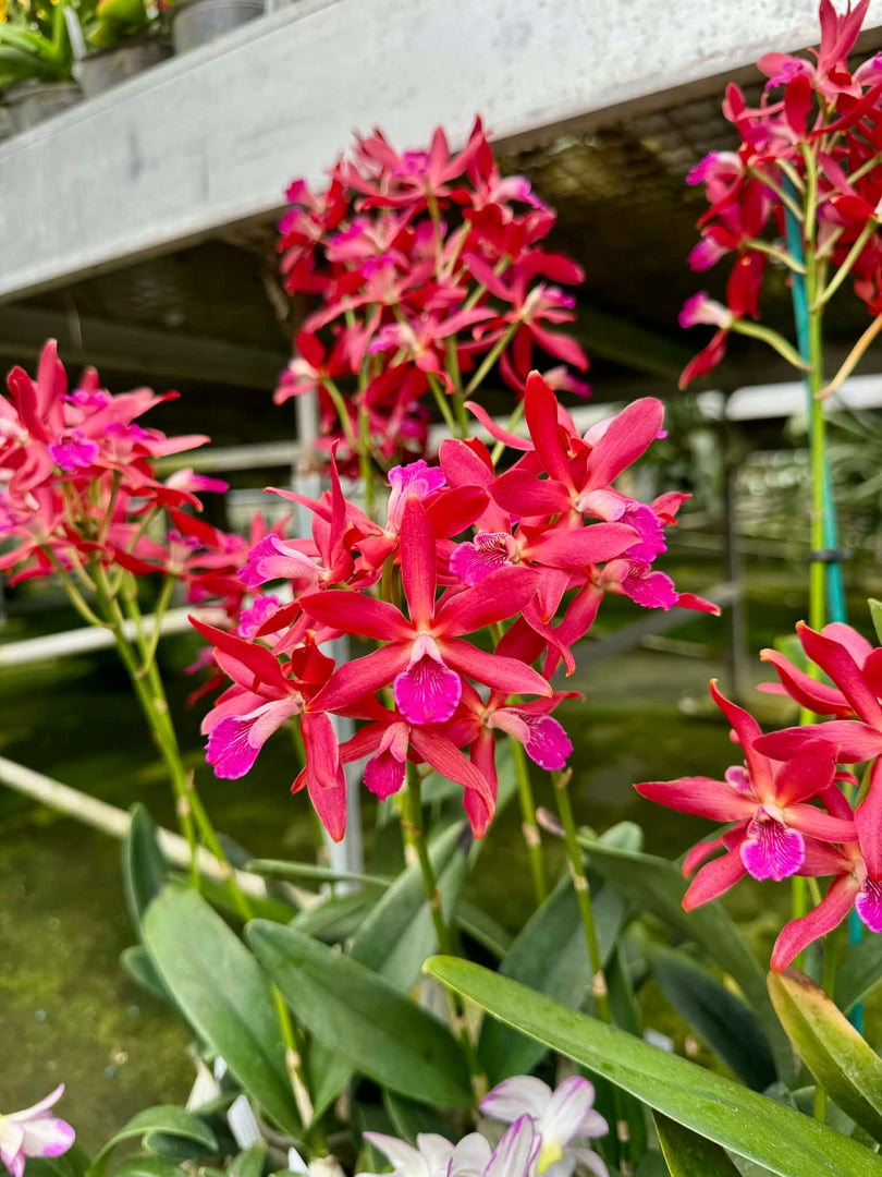 Enantleya Circus Lady (Ctt. Trick or Treat x E. correllii)