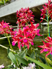 Enanthleya Jairak Kyogu (Guaricyclia Kyoguchi x Cattleya Thospol Spot)
