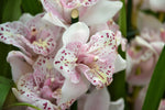 Load image into Gallery viewer, Cymbidium Strathdon &#39;Cooksbridge Fantasy&#39; - Peloric
