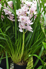 Load image into Gallery viewer, Cymbidium Strathdon &#39;Cooksbridge Fantasy&#39; - Peloric
