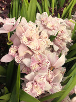 Load image into Gallery viewer, Cymbidium Strathdon &#39;Cooksbridge Fantasy&#39; - Peloric
