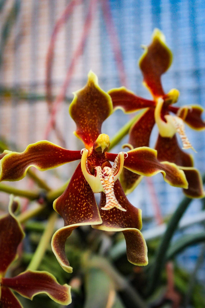 Paraphalaenopsis labukensis XL