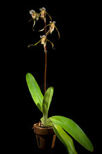 Carica l'immagine nel visualizzatore Galleria, Paphiopedilum kolopakingii x self