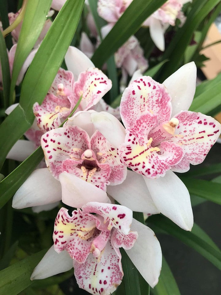Cymbidium Strathdon 'Cooksbridge Fantasy' - Peloric