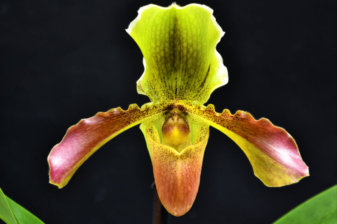 Paphiopedilum Hans Strahl (Paph. esquirolei x Bidborough)