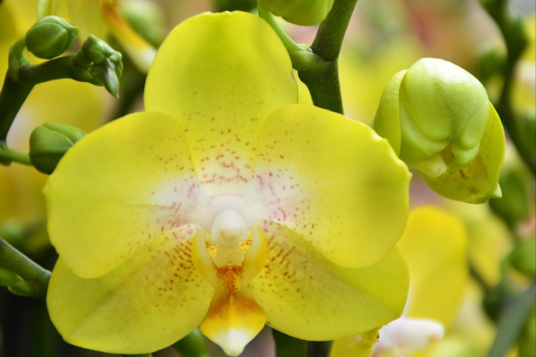 Phalaenopsis Arezzo