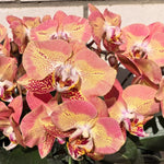 Load image into Gallery viewer, Phalaenopsis Leco Fantastic 'Ll045-2'