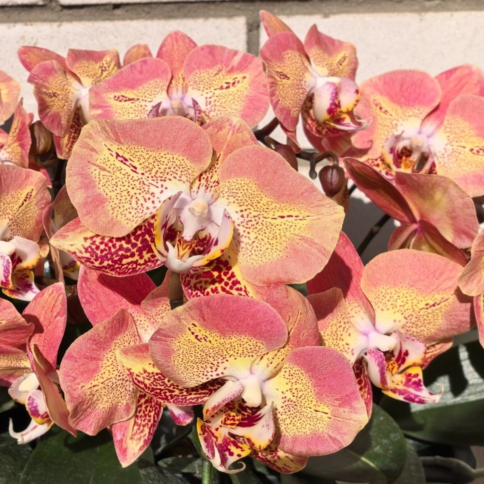 Phalaenopsis Leco Fantastic 'Ll045-2'