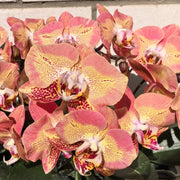 Phalaenopsis Leco Fantastic '3328'