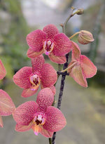 Carica l&#39;immagine nel visualizzatore Galleria, Phalaenopsis Toulon
