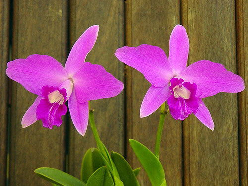 Laelia sincorana