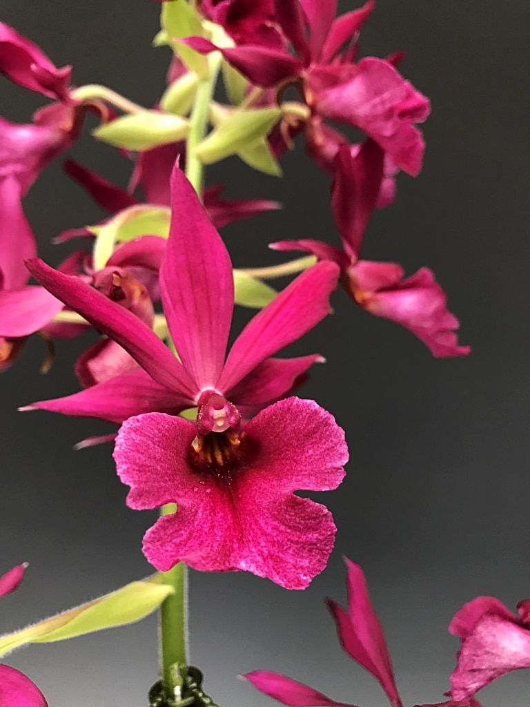 Phaiocalanthe Kryptonite (Calanthe Rozel x P. tankervilleae)