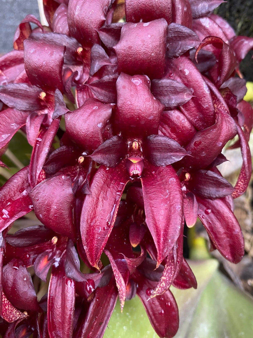Bulbophyllum Raksasa (Bulbophyllum phalaenopsis x Bulbophyllum beccarii)