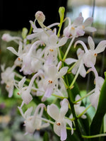 Carica l'immagine nel visualizzatore Galleria, Neostylis Lou Sneary 'White' (Neofinetia falcata x Rhy. coelestis var alba)