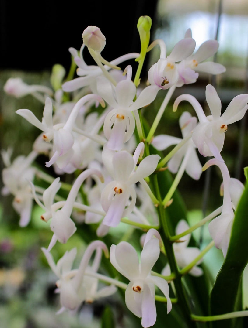 Neostylis Lou Sneary 'White' (Neofinetia falcata x Rhy. coelestis var alba)