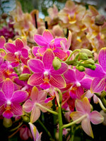Carica l'immagine nel visualizzatore Galleria, Phalaenopsis I-Hsin Golden Tangerine Ice