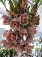 Load image into Gallery viewer, Superb Acineta
