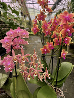 Carica l'immagine nel visualizzatore Galleria, OFFERTA ORCHIDEE PROFUMATE