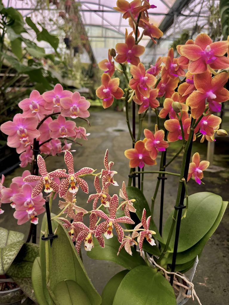 OFFERTA ORCHIDEE PROFUMATE