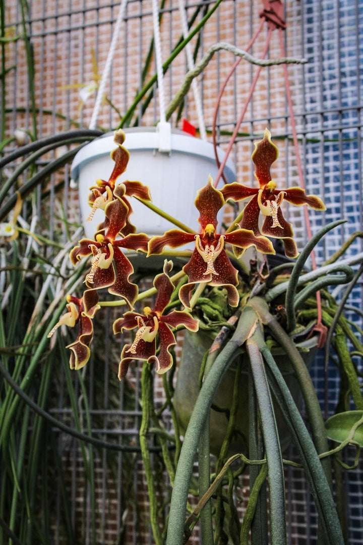 Paraphalaenopsis labukensis XL