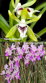 Carica l&#39;immagine nel visualizzatore Galleria, Vanda cristata x Seidenfadenia mitrata
