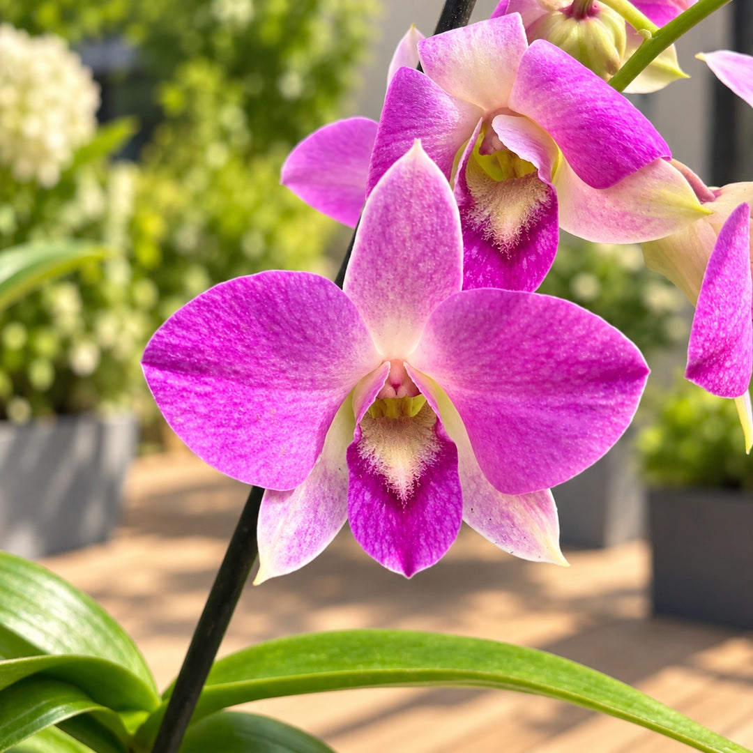Dendrobium Burana Racha