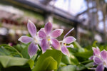Carica l'immagine nel visualizzatore Galleria, Phalaenopsis speciosa 'Iron Purple'