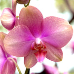 Chargez l'image dans la visionneuse de galerie, Phalaenopsis Fong Tien's Amapearl 'Cone Pearl CL913G'