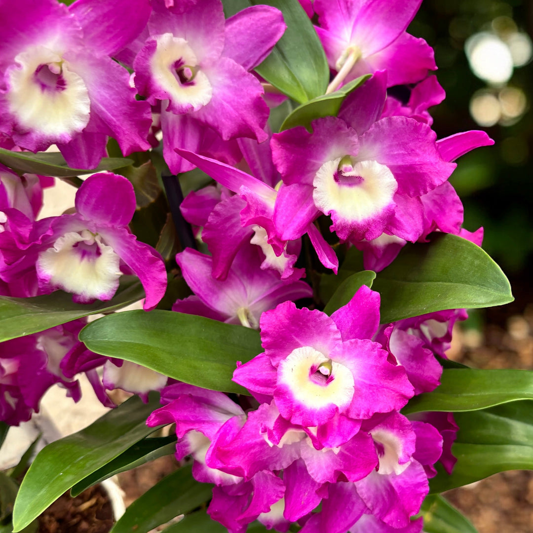 Dendrobium nobile 'Bouquet Purple Rain'