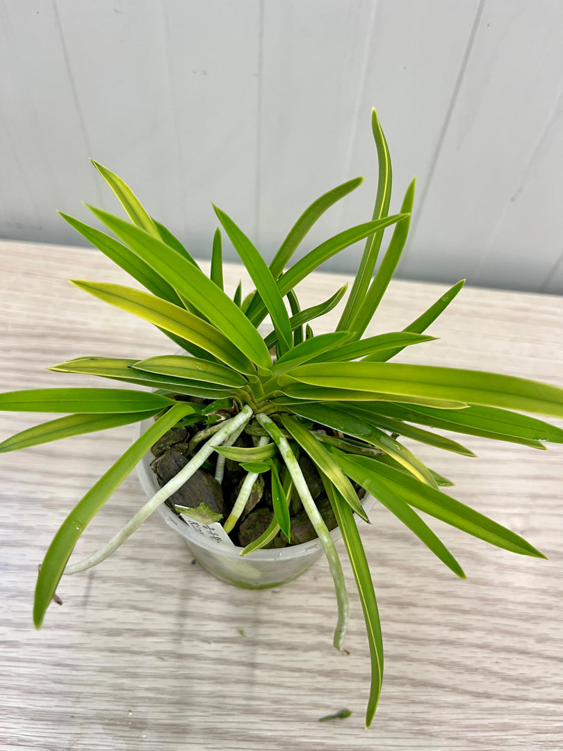 Neofinetia falcata 'Kinyuko' 金幽晃 - BIG