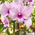 Carica l'immagine nel visualizzatore Galleria, Dendrobium Keiko (Dendrobium Phalaenopsis)