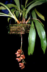 Load image into Gallery viewer, Superb Acineta
