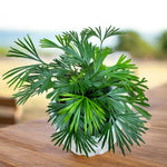 Carica l'immagine nel visualizzatore Galleria, Actiniopteris australis (felce ciglia)