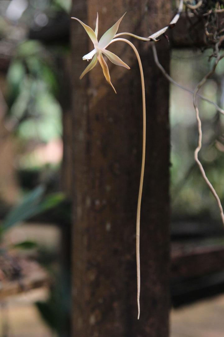 Aerangis bouarensis