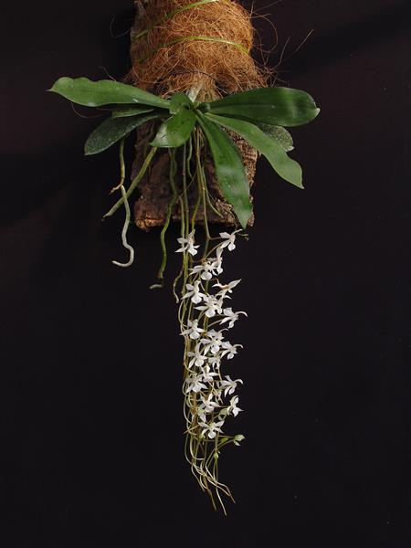 Cattleya aclandiae var. Albescens 'Carolyne' x self – Giulio