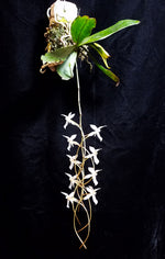 Carica l&#39;immagine nel visualizzatore Galleria, Aerangis Pionier (mystacidii × kotschyana)
