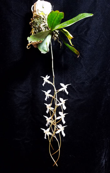 Aerangis Pionier (mystacidii × kotschyana)