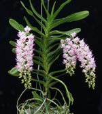 Load image into Gallery viewer, Aerides Korat Koki
