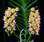Load image into Gallery viewer, Aerides houlletiana
