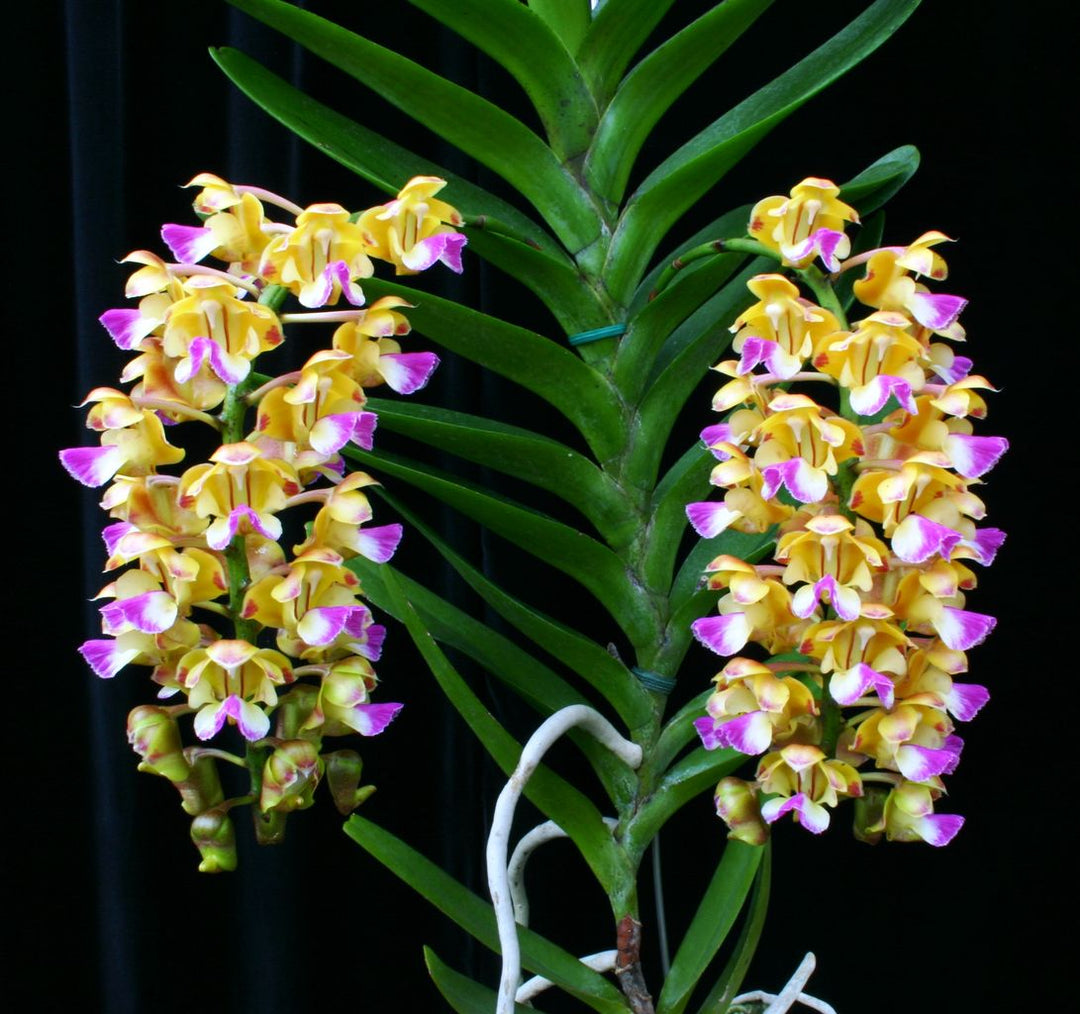 Aerides houlletiana