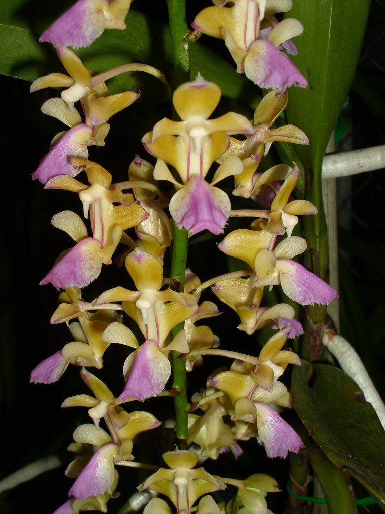 Aerides houlletiana