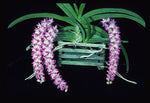 Load image into Gallery viewer, Aerides multiflora
