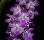 Load image into Gallery viewer, Aerides multiflora
