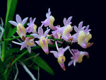 Carica l&#39;immagine nel visualizzatore Galleria, Aerides odorata &#39;Philippines&#39; (Pink with Yellow cheeks)
