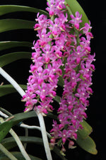 Load image into Gallery viewer, Aerides jarckiana
