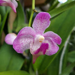 Carica l&#39;immagine nel visualizzatore Galleria, Aeridovanda Frank Johnston (Aerides lawrenceae x Vanda tessellata)
