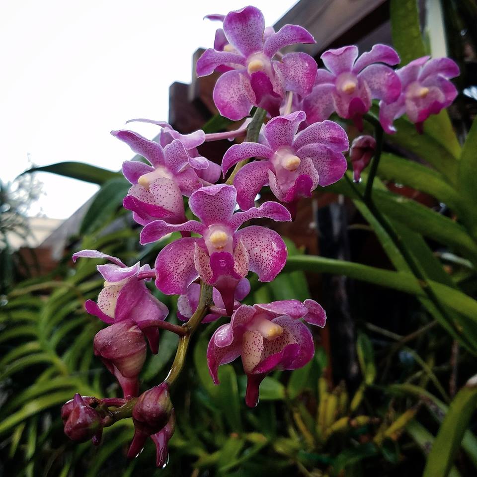 Aeridovanda Frank Johnston (Aerides lawrenceae x Vanda tessellata)