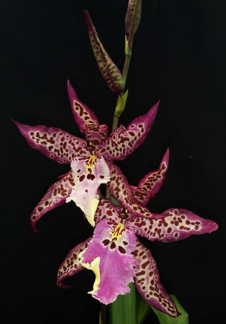 Aliceara Memory Donald Yamada