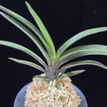 Carica l'immagine nel visualizzatore Galleria, Neofinetia falcata 'Amami Sumi' 엄미묵 奄美墨